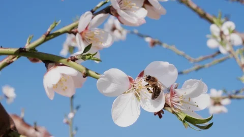 Bee pollinating white almond flower and flying away, closeup Stock Footage 105806659
