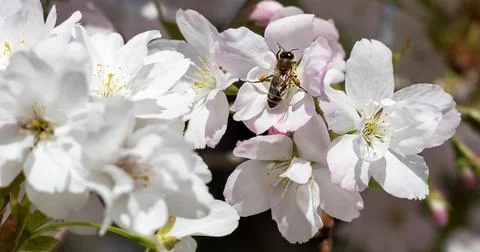 Bee pollinating white cherry blossom flowers on a sunny spring day Foto stock