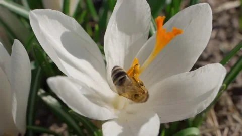 Bee pollinating white crocus close-up, slow motion Stock Footage 310168379