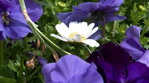 Bee Pollinating White Daisy and Purple Pansies in Spring Garden Stock Footage 344089675