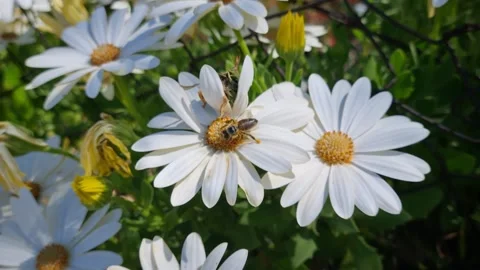 Bee Pollinating White Daisy Flowers in Natural Garden Stock Footage 332154760