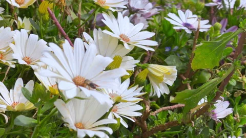 Bee Pollinating White Daisy Flowers In A Garden Stock-Footage 344772100