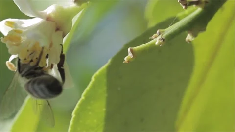 Bee pollinating white flower Stock Footage 151288932