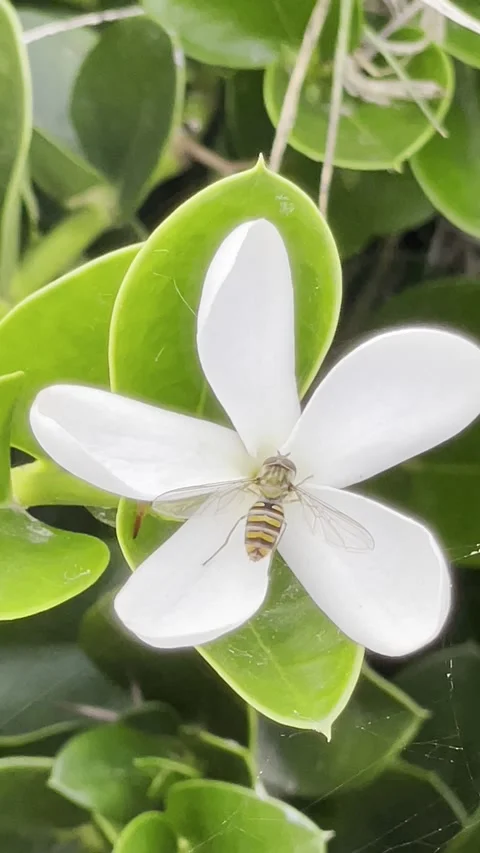 Bee Pollinating White Flower Macro Nature Insect Close Up Concept Vídeo Stock 333782526