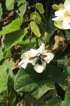 Bee Pollinating a White Flower Stock Photos