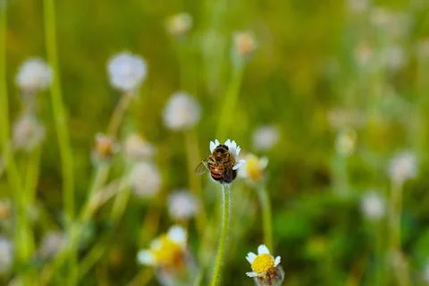 Bee pollinating white flower Stock Photos