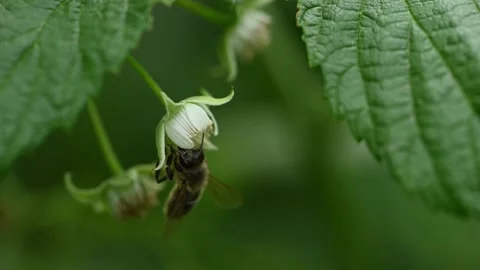 Bee pollinating white flowers Vídeo Stock 232306093