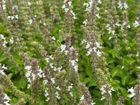 Bee pollinating white flowers Stock Photos