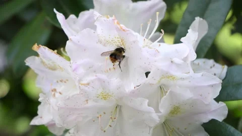 Bee Pollinating White Rhododendron - Bee on White Flower (4K &amp; Slow Motion) Video stock 196146892