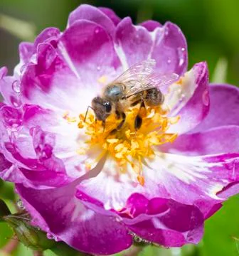 Bee pollinating wild pink rose in bloom Stock Photos