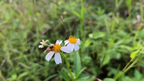 Bee Pollinating Wildflower Stock Footage 340851729