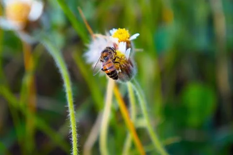 Bee pollinating wildflowers Stock Photos