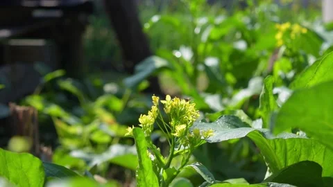 Bee Pollinating Yellow Choy Sum Flowers CloseUp. Stock Footage 329010515