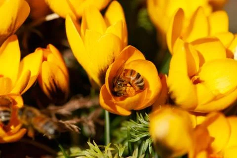 Bee Pollinating Yellow Crocus Stock Photos