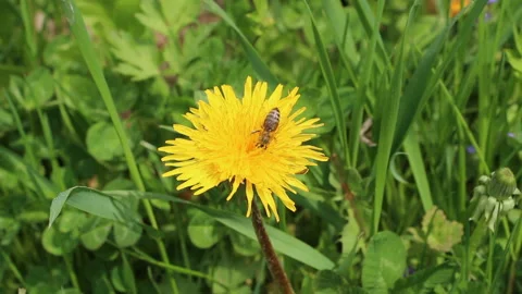 Bee pollinating a yellow dandelion flower Stock Footage 150272635