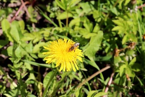 Bee pollinating yellow dandelion flower, collecting nectar in grass on sunn.. Stock Photos