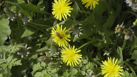Bee Pollinating Yellow Dandelion Flowers 動画素材 346265054