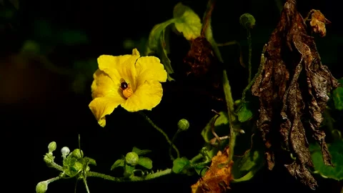 Bee Pollinating a Yellow Flower  _(clip-034 Stock Footage 149307628