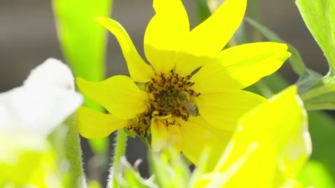 Bee Pollinating Yellow Flower in Bright Sunlight 스톡 동영상 329165798