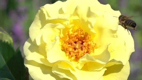 Bee Pollinating Yellow Flower - Close-Up Animation Video stock 307875218