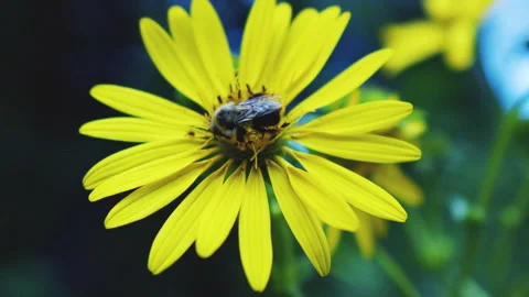 Bee Pollinating a Yellow Flower in Close-Up Stock-Footage 347242021