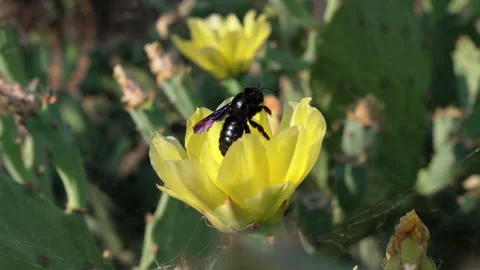 Bee Pollinating Yellow Flower in Desert Landscape Stock Footage 320834808