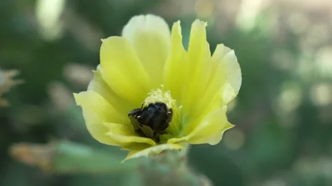 Bee Pollinating Yellow Flower in Desert Landscape Stock Footage 320835054