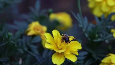 Bee pollinating yellow flower Stock Footage 273807123