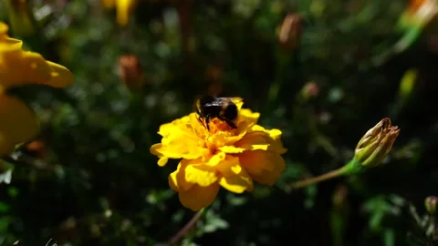 Bee pollinating yellow flower in garden macro nature view Stock Footage 337788403