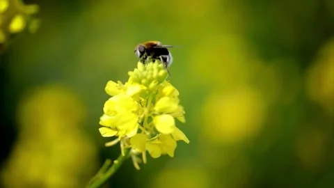 Bee Pollinating Yellow Flower Macro Photography Stock-Footage 308282419