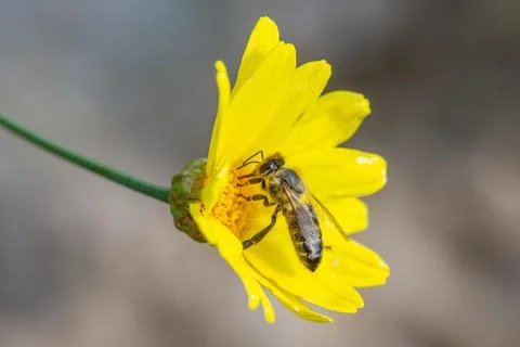 Bee pollinating a yellow flower. Macro detail. Stock Photos