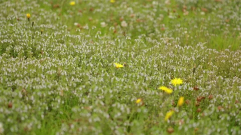 Bee Pollinating Yellow Flower in Meadow Stock Footage 319276549