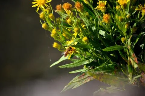 Bee pollinating a yellow flower Stock Photos