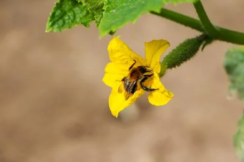 Bee Pollinating Yellow Flower Fotos Stock