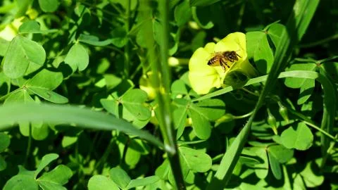 Bee pollinating a yellow flower in the spring Stock Photos