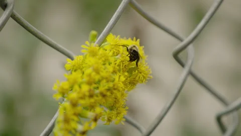 Bee pollinating yellow flower through a wire fence 動画素材 134738196