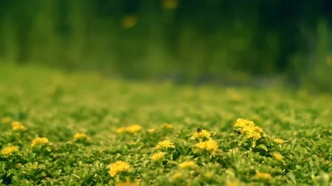 Bee pollinating yellow flowers. Stock Footage 306286111