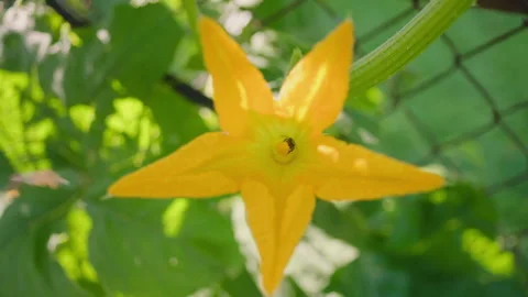 Bee pollinating a Yellow Pumpkin Flower Stock Footage 312231390