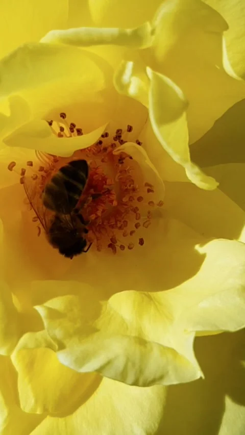 Bee Pollinating Yellow Rose: A Close-up Dance of Nature's Harmony Stock Footage 280003889