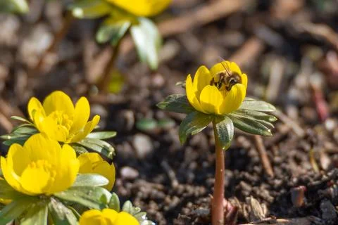 Bee Pollinating Yellow Spring Flower Stock Photos