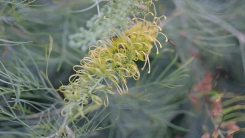 Bee Pollinating Yellow Tropical Flower in Garden Stock Footage 344038720