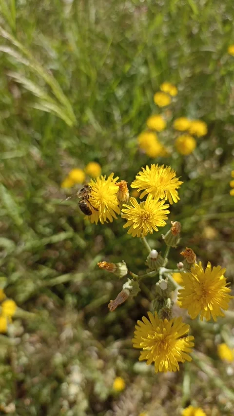Bee Pollinating Yellow Wildflowers Close Up 스톡 동영상 334850131