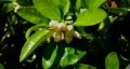 Bee pollination 0 - single bee climbs on leaf - close up HD Footage