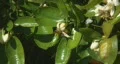 Bee pollination 1 - a bee works the blossom - zoom in steps HD Footage