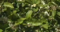 Bee pollination 10 - multiple bees wide shot HD Footage
