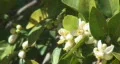 Bee pollination 13 - single bee hangs on blossom HD Footage