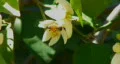 Bee pollination 18 - 2 worker bees - slow motion HD Footage