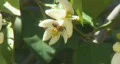 Bee pollination 19 - single bee digs deep HD Footage