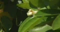 Bee pollination 2 - side view of a blossom without bees HD Footage