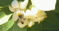 Bee pollination 21 - single bee extreme closeup of landing HD Footage